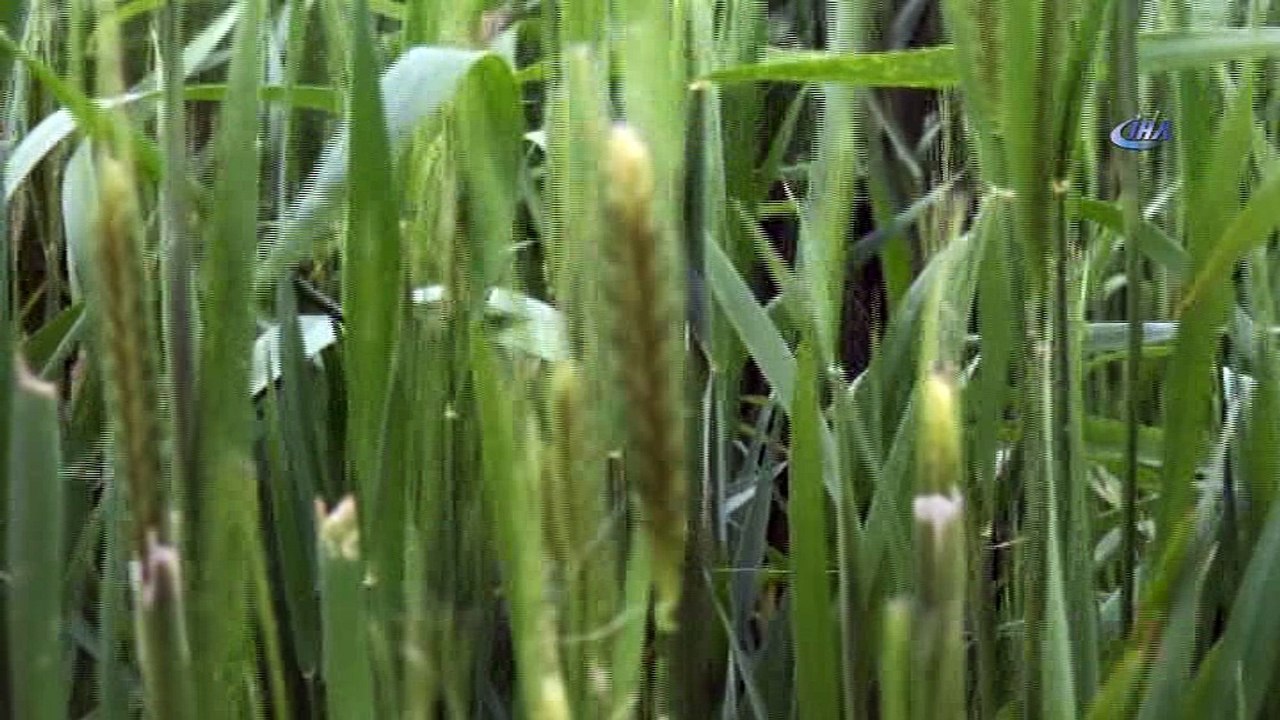 10 bin yılık Siyez buğdayı baş vermeye başladı