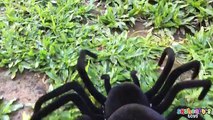 SCARY SPIDER crawling in toddlers bed - Skyheart shocked and attacked the spider toys for kids