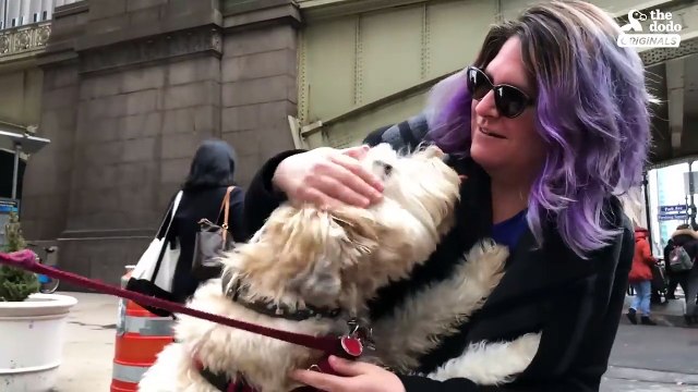 Popular Dog Knows Everyone In His NYC Neighborhood - The Dodo City Pets