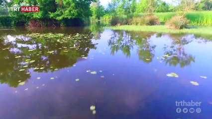 Türkiye'nin en büyük longozu ziyaretçilerini bekliyor