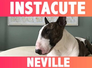 INSTACUTE : Neville le chien : Son maître Marc Jacobs en est complètement gaga !
