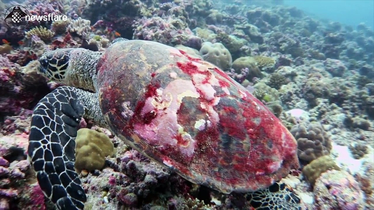 UK diver shell'ebrates World Turtle Day