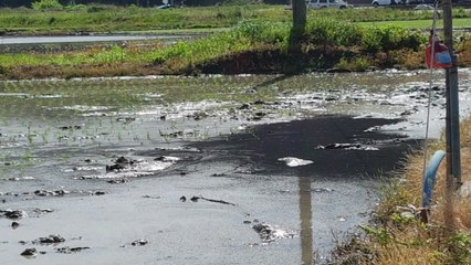 서산 LG화학 공장에서 탄소 가루 분출돼 농작물 피해 / YTN