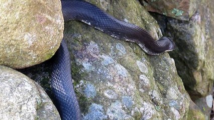 Snake Changing its skin...!!!!Very Very Rare Scene...!!!Don't miss it..!!!