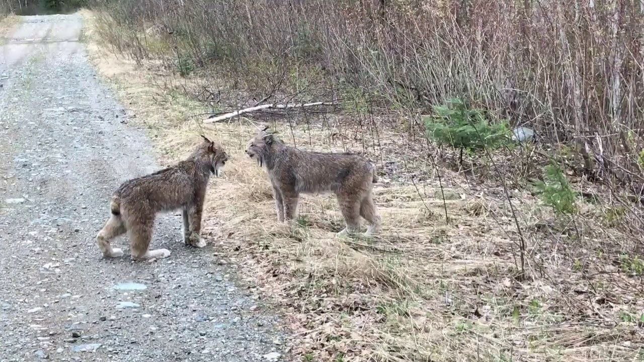 Dispute de lynx