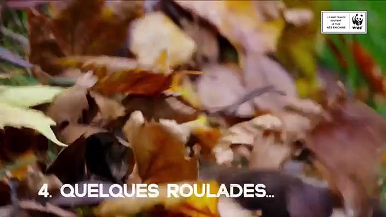 NÉS EN CHINE Bande Annonce VF (Disney, 2017)