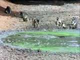 Documental de Animales Cocodrilos y Leones en el Rio Mara part 2/2