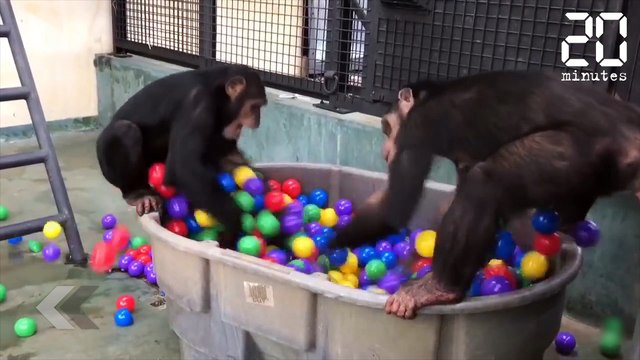 Sauvés d'un labo, ces singes sont les plus heureux du monde - Le Rewind du Mercredi 23 Mai 2018