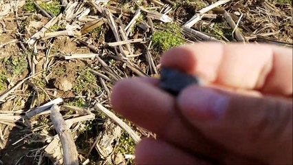arrowhead hunting 3-21-2017