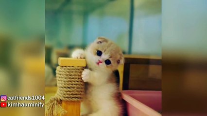 Adorable Munchkin Kittens That Will Make You Fall In Love