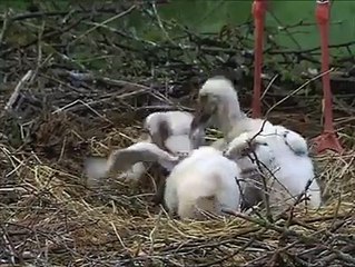 is maa ki muhabbat ko dekho