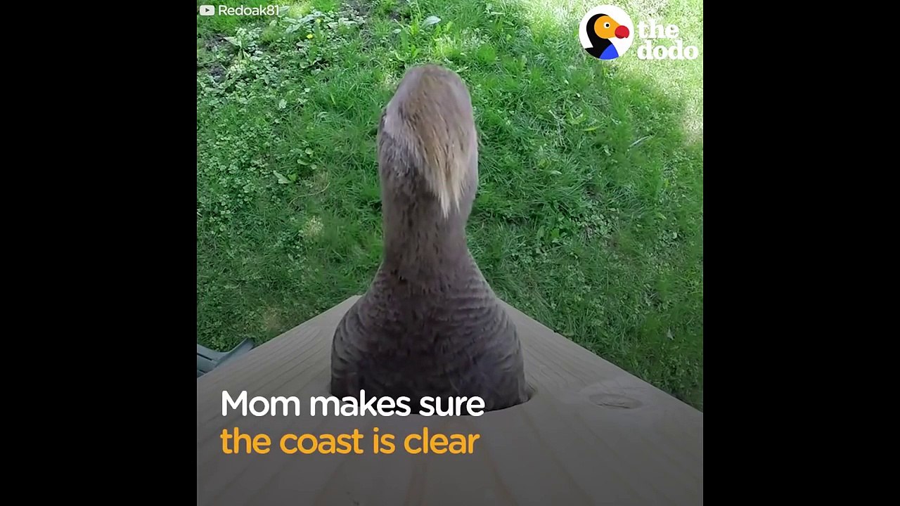 Baby Animals Figure Out Life