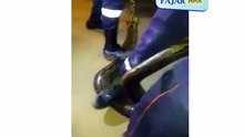 Guediawaye : Les sapeurs pompiers maitrisent un gros serpent. Regardez