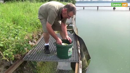 600 brochetons relâchés dans la nature