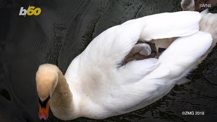 See Eight Baby Birds Ride Between Mama Swan's Wings