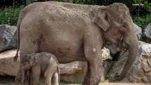 Elephant Gives Birth to Calf 3 Months After Due Date