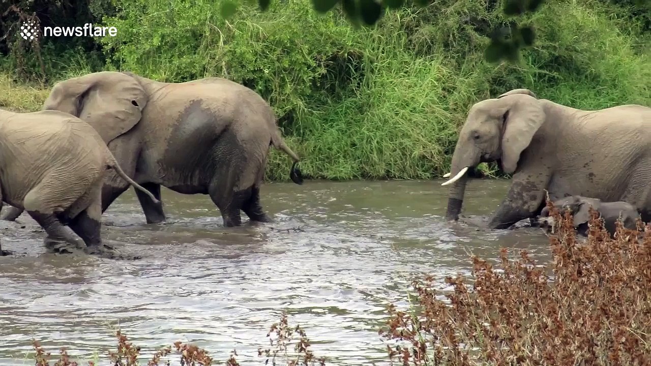 Caring mother elephant helps her struggling baby out of river