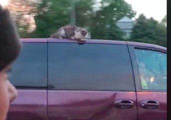 下载视频: Cat Stuck on Van Roof Gets Ride of Its Life