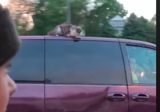 Cat Stuck on Van Roof Gets Ride of Its Life
