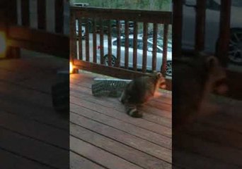 Sandwich Trap Is No Match For Sneaky Raccoon