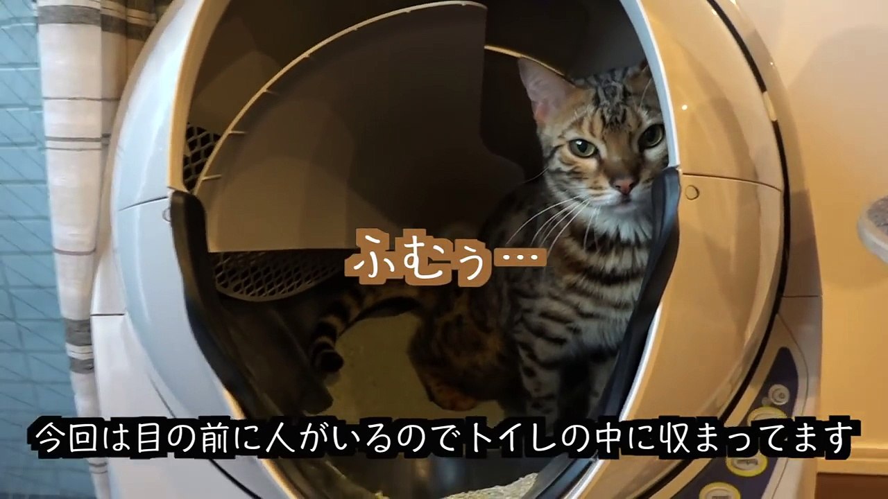 トイレで気持ちよさそうにうんちをするロゼ