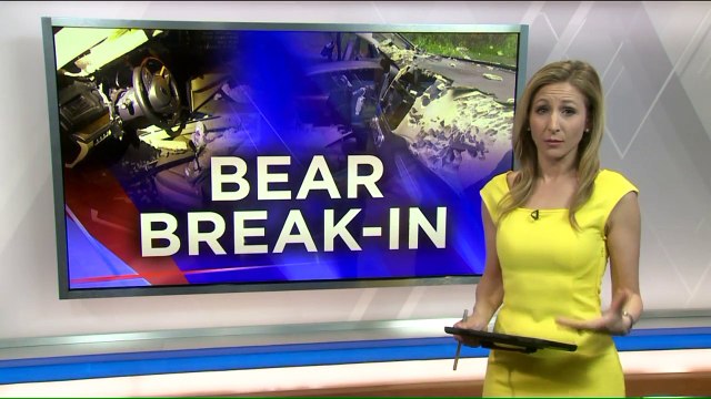 Bear Breaks Into Car, Destroys It