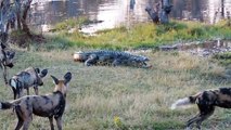 Ces chiens sauvages africains veulent s'en prendre à un crocodile... Ambitieux!