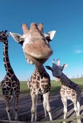 Un bisous de giraffe ça donne ça...