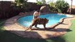 Petit bain dans la piscine avec son tigre de compagnie
