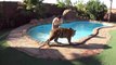 Petit bain dans la piscine avec son tigre de compagnie