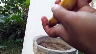 How to Grow Mango Bonsai From Seed - Part 1
