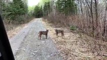 Un grand face à face entre deux Lynx !