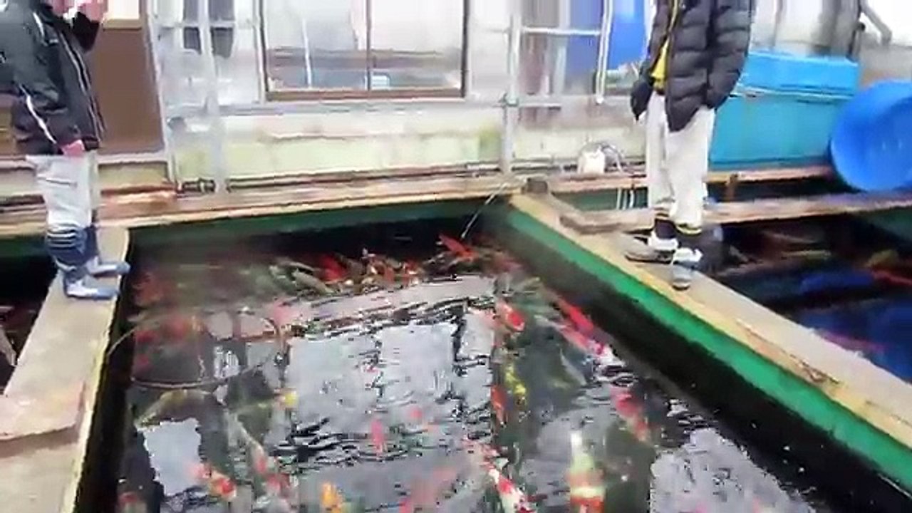 Niigata Japan Koi Fish Farm Tour - Breeder: Otsuka Koi Farm