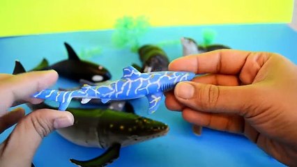 Sea Animals-Lets Learn the Names And Sounds of Whales,Seal,Walrus-Preschool Learning-Kids z Fun