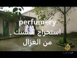 شاهد كيف يتم استخراج المسك من الغزال ...