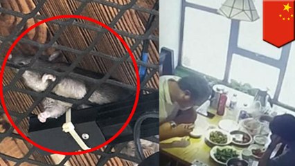 【トラウマレベル】レストランで食事中に水滴…？実はネズミの体液だった - トモニュース