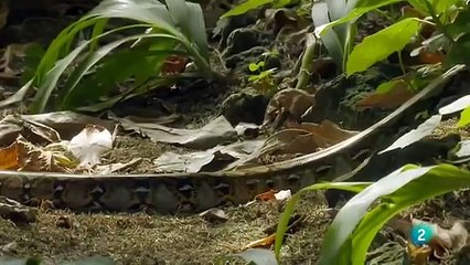 Grandes documentales Las islas más salvajes de Indonesia Nación de volcanes part 2/2