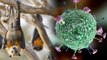 Nipah Virus : Humans की इस गलती की वजह से Depressed हुए Bats में बढ़ रहा वायरस | वनइंडिया हिंदी
