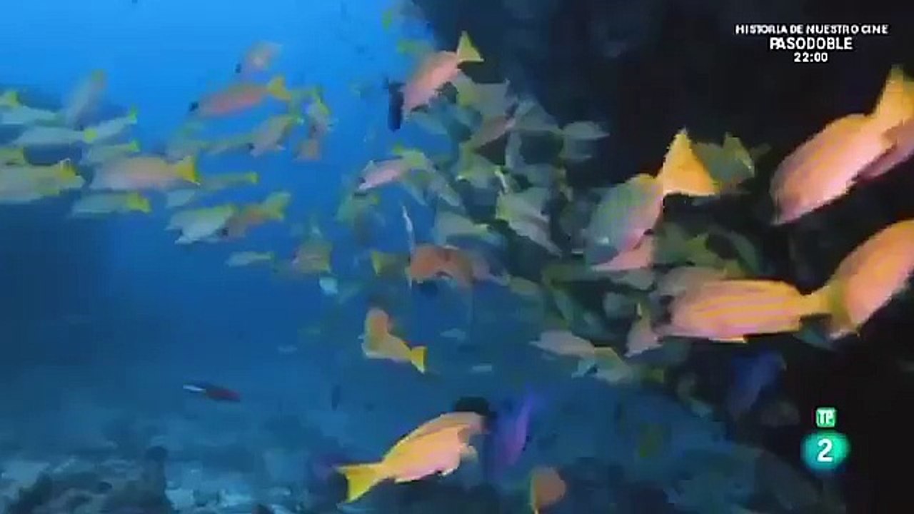 Tiburones: Tiburón zombi - Discovery Max part 1/2