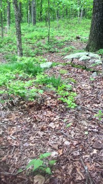 BRIAN GHILLIOTTI: EXPLORING LITHIC SITE ALONG CT I-395 SOUTH: GOING BEYOND THE 2ND SET OF STONES
