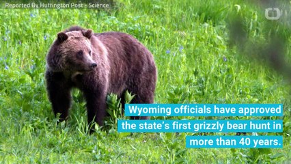 Wyoming Approves Grizzly Bear Trophy Hunt