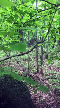 BRIAN GHILLIOTTI: EXPLORING LITHIC SITE ALONG CT I-395 SOUTH: EXPLORING AROUND THE PERCHED STONE
