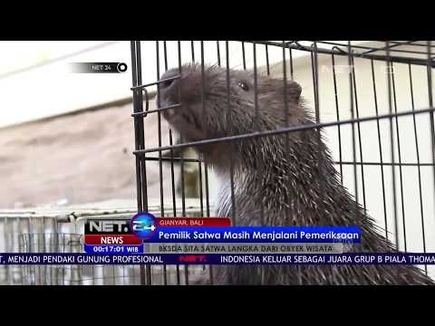 BKSDA Sita Satwa Langka Dari Obyek Wisata -NET24