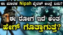 ನಿಪಾಹ್ ವೈರಸ್ ಎಂದರೇನು? ಈ ರೋಗದ ಲಕ್ಷಣಗಳೇನು? ಮುನ್ನೆಚ್ಚರಿಕೆ ಹೇಗೆ? | Oneindia Kannada