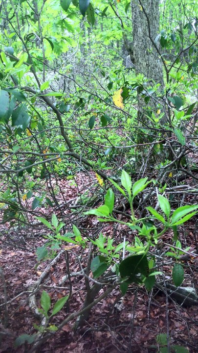 BRIAN GHILLIOTTI: EXPLORING LITHIC SITE ALONG CT I-395 SOUTH: SIDE BY SIDE STONE PATTERNS