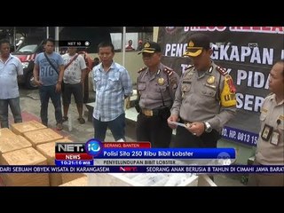 Polisi Sita 250 Ribu Bibit Lobster  -NET10