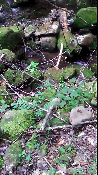More footage from Great Smoky Mountains National Park in Tennessee