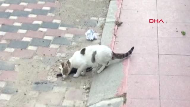 Manisa Anne Kedi, Ölen Yavrusunun Başından Saatlerce Ayrılmadı