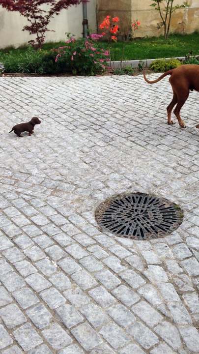 Quand la petite bête va manger la grosse !!