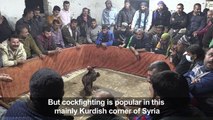 In northeast Syria, farmer draws crowds with cockfights